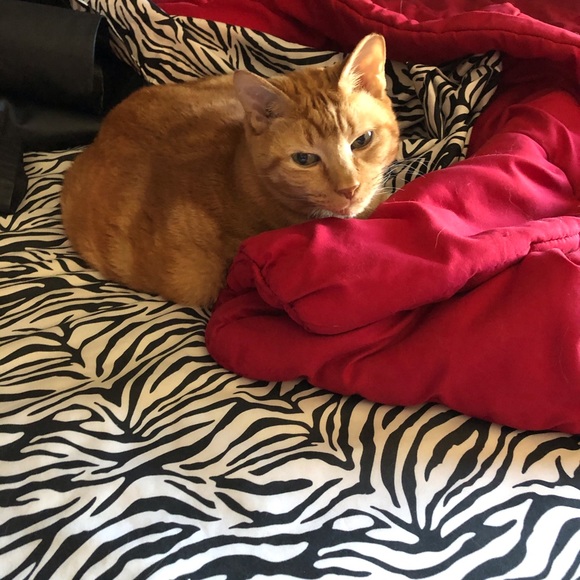 Meet your Posher, Sunshine - Picture 2 of 2